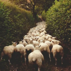 Selvedge - Issue 124 -loop knitting store 190724.LAM .Farm 418