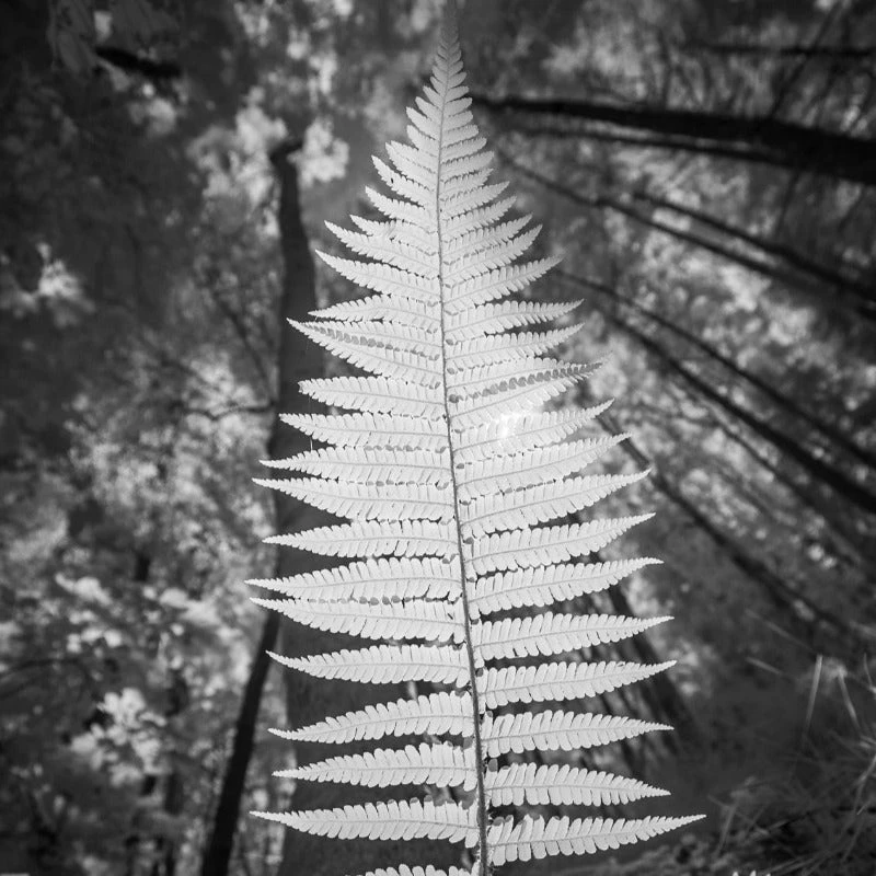 Sark - Kate Davies & Tom Barr 13 Sark - Kate Davies & Tom Barr - Image 11